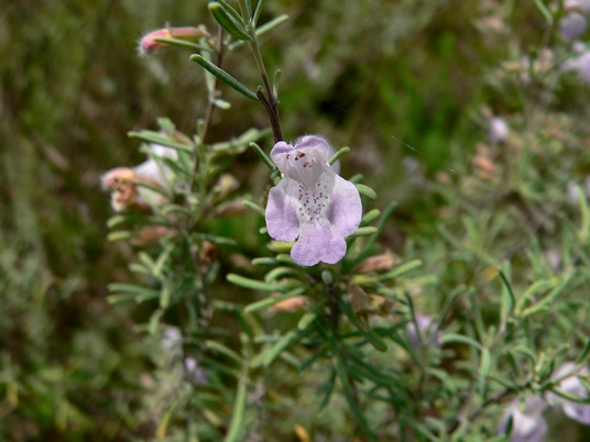 {Conradina canescens}